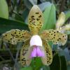 Cattleya guttata coerulescens